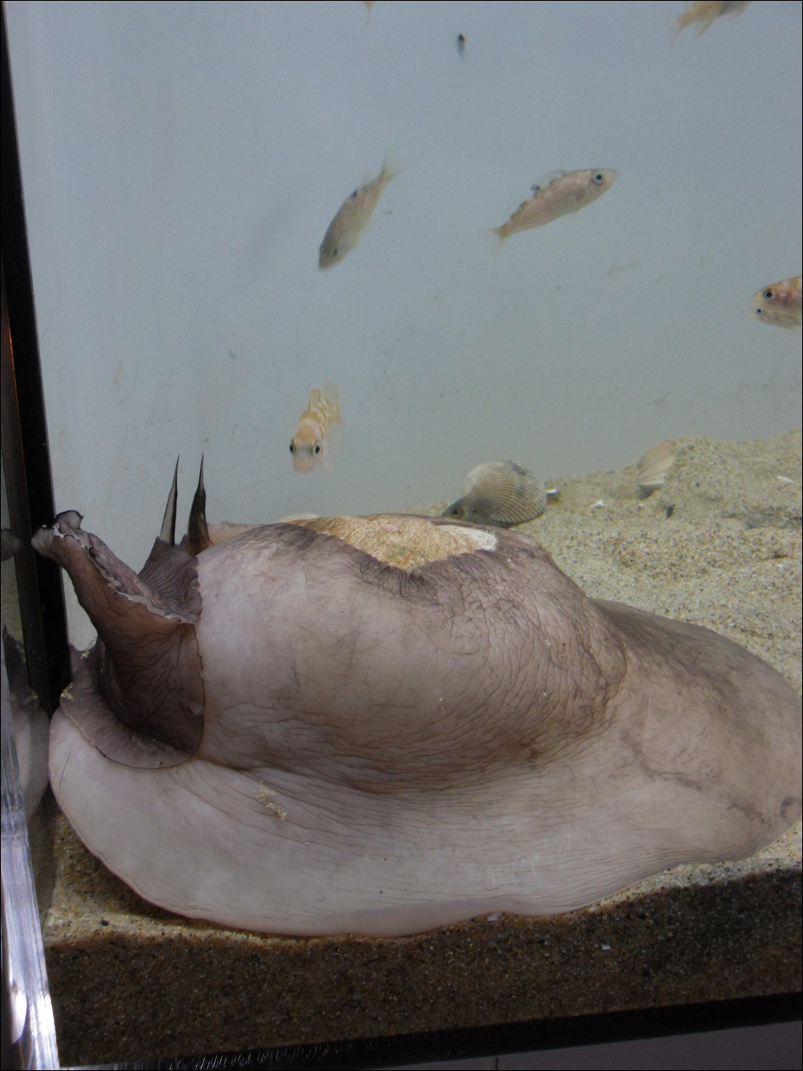 Newport, OR- Oregon Coast Aquarium-sea snail